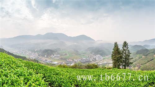 16款乌龙茶饮料测评