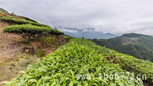 中国八大菜系配茶建议