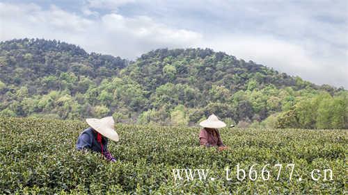 新茶的正确冲泡方式你知道吗