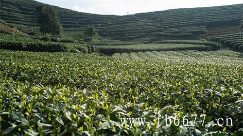 陈家瑞茶园管理