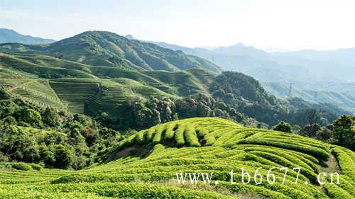 茶树的人参果茶籽茶