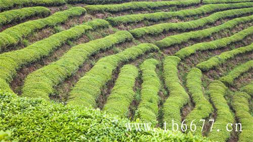 福鼎市启用茶青大数据溯源平台