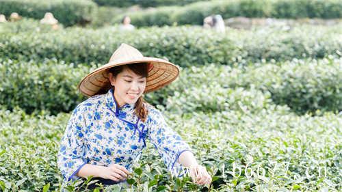 乌龙茶你喝过吗