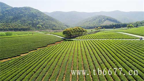 福鼎白茶茶饼的泡法