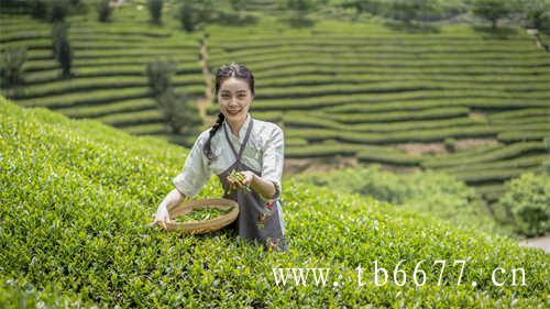 闽地茶叶的历史历史