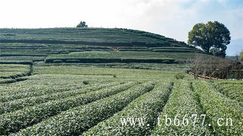 冷水投茶还是热水投茶