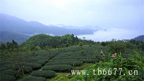 福鼎老白茶饼价格查